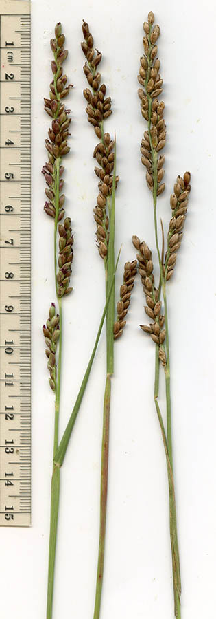  Hopia obtusa
